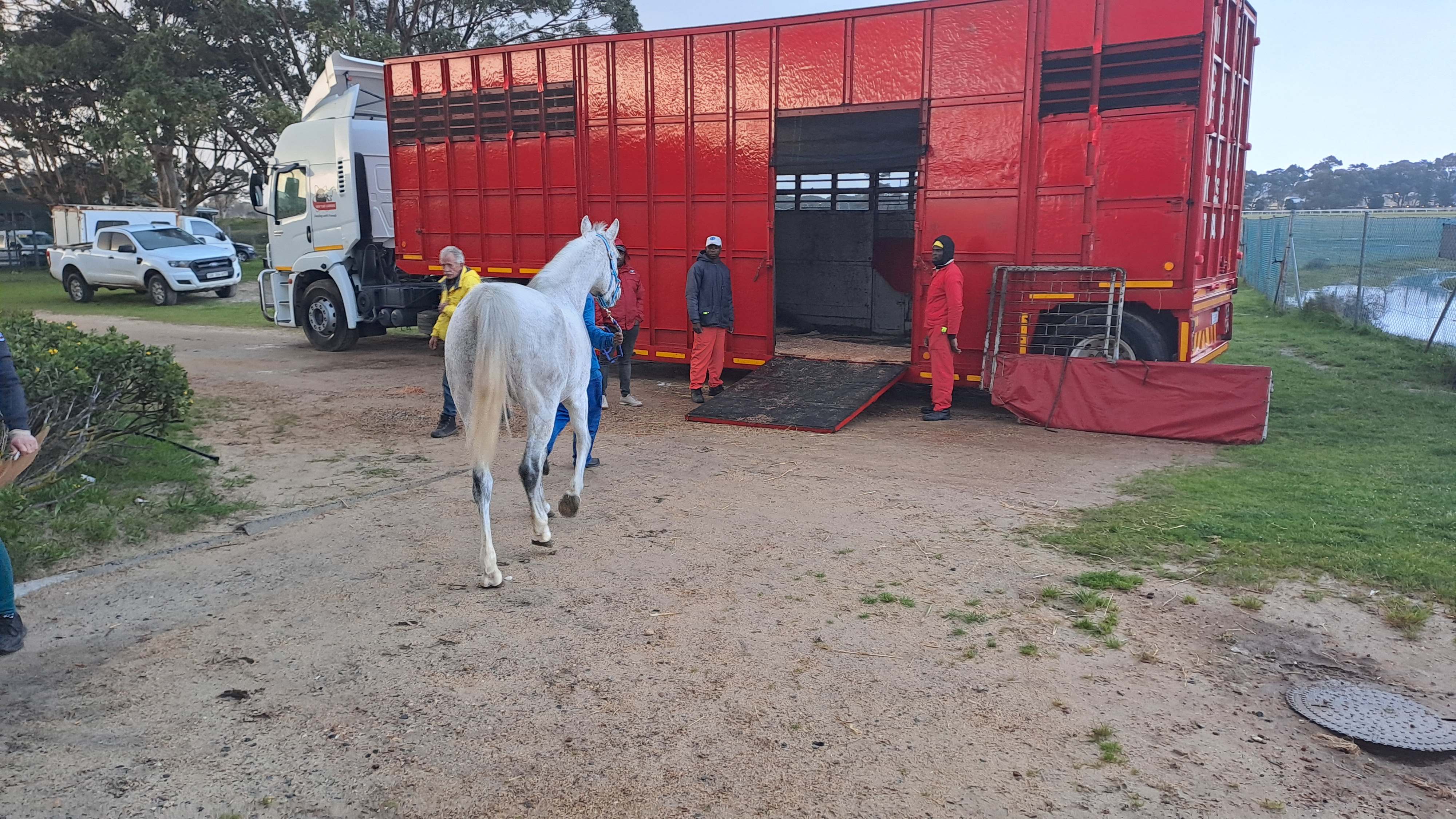 consignment_of_32_horses_being_loaded