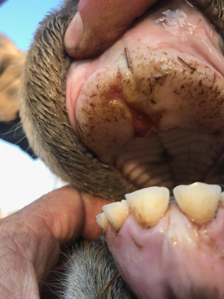 A healing FMD lesion inside the mouth