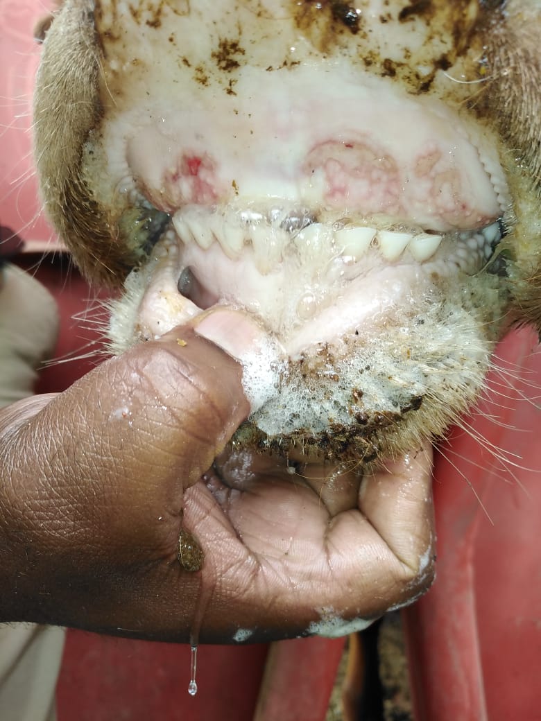 Sores in the mouth of an FMD infected cow