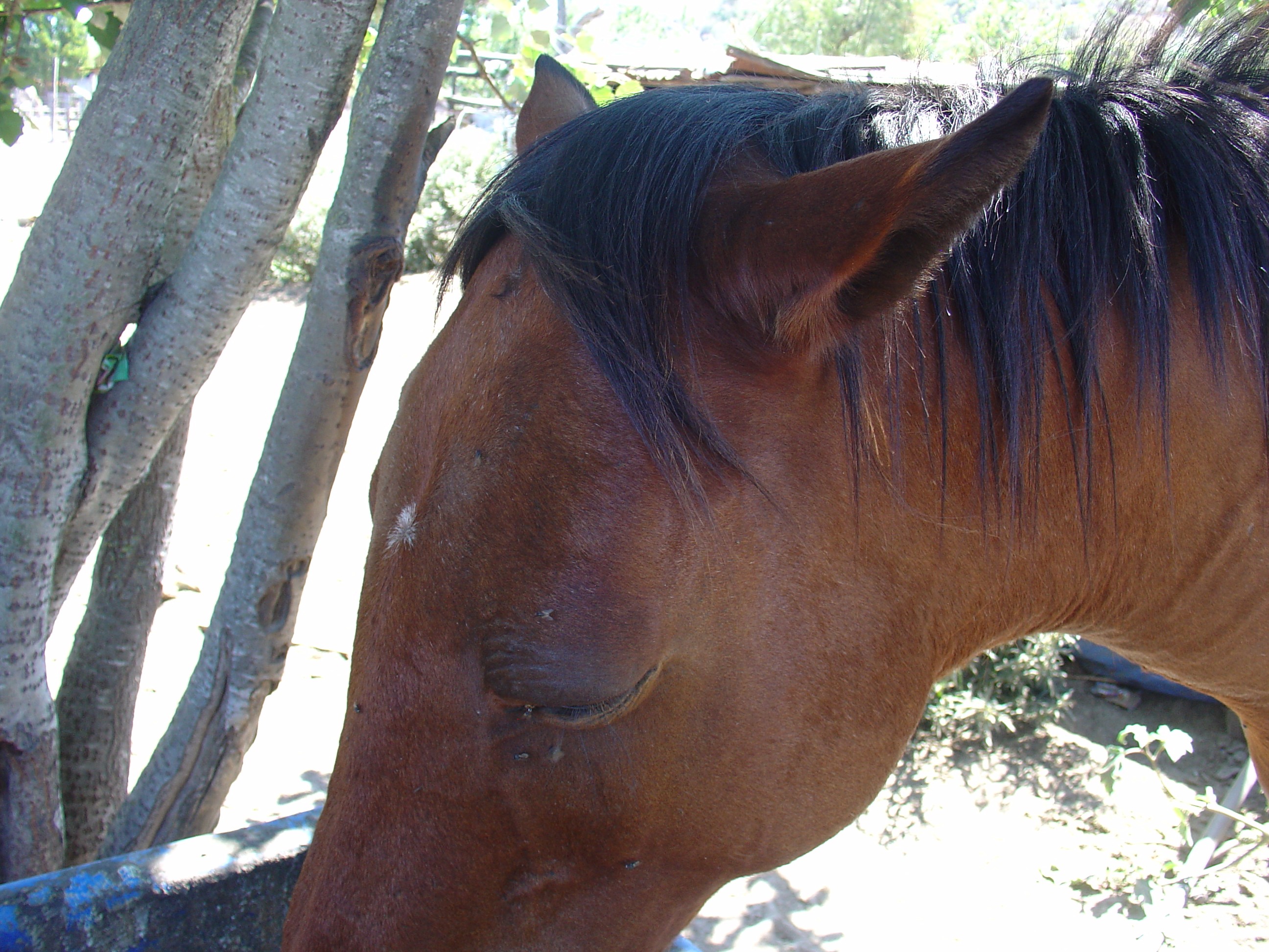 The cardiac form with swelling of the head which result in high mortality. (Photo credit: SAEHP)