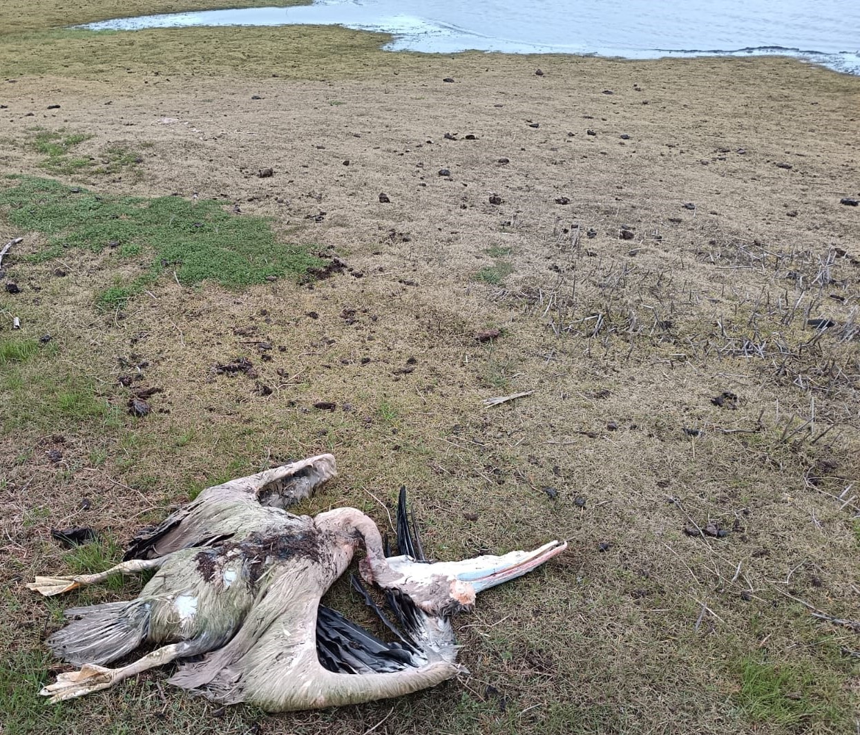 Great White Pelicans were found dead near Malmesbury and diagnosed with high pathogenicity avian influenza. (Photo credit: M Vrey)