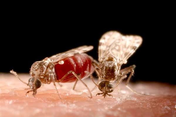 Midges transmit the virus between horses (Photo credit: https://shorturl.at/6efEj)