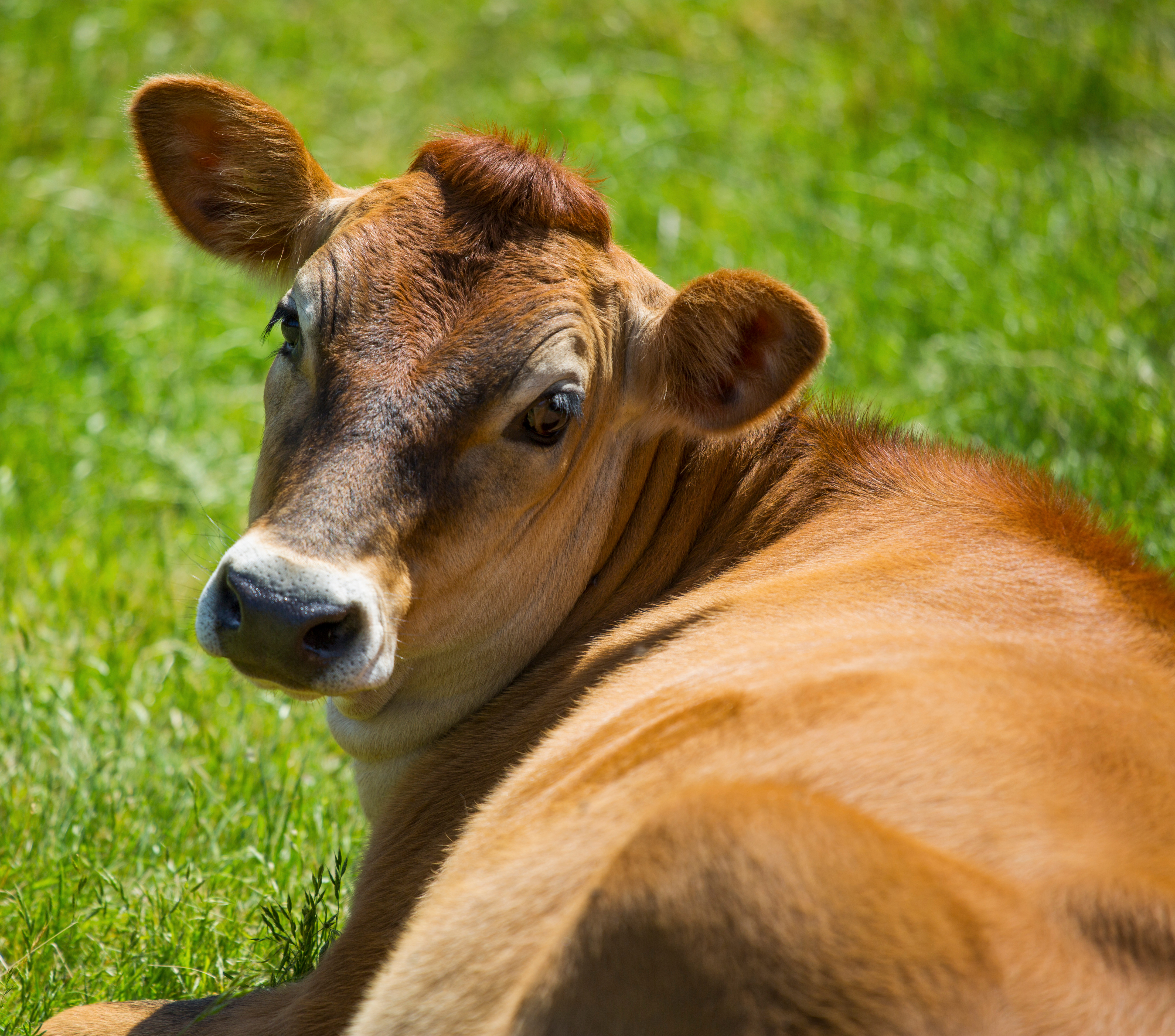 Western Cape welcomes proposal to expand production of South Africa's Foot-and-Mouth Disease vaccine