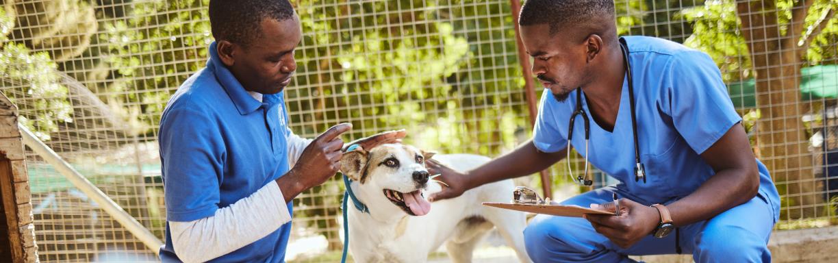 Rabies vaccination and checks