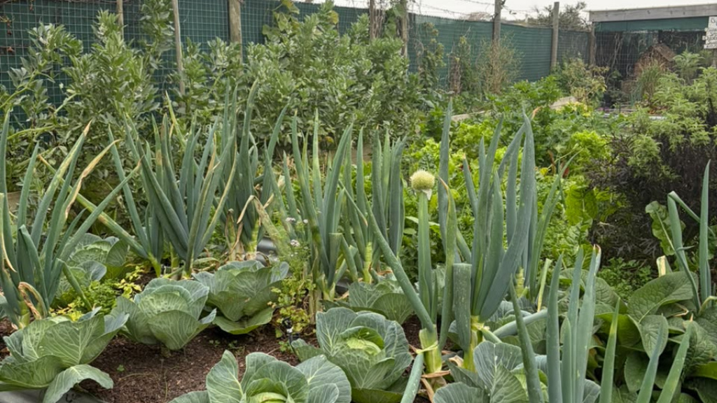 new-nursery-at-mary-kihn-school-to-strengthen-food-security3.jpeg