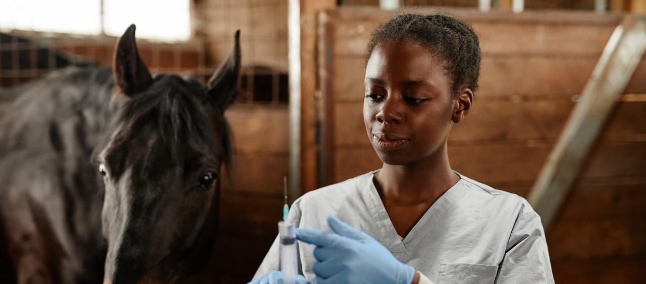 Equine studies