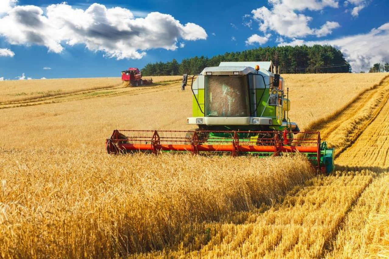 Farming wheat, agriculture