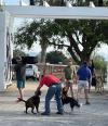 local_oudtshoorn_residents_attend_animal_health_day