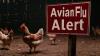 avian influenza alert