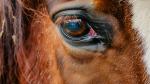 African Horse Sickness AHS Vaccination Essential Western Cape african-horse-sickness-ahs-vaccination-essential-western-cape