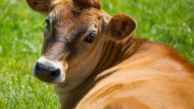 Western Cape Supports Plan to Increase Foot-and-Mouth Disease Vaccine Production