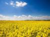 canola-field-About-us