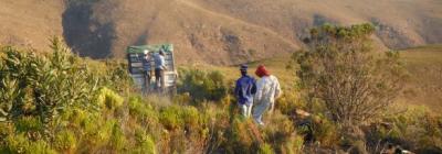 mcgregor_g.k._honeybush_mountains.jpeg
