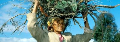 Capenature announces Policy governing the Consumptive use of Wild Flora in Capenature managed Protected Areas