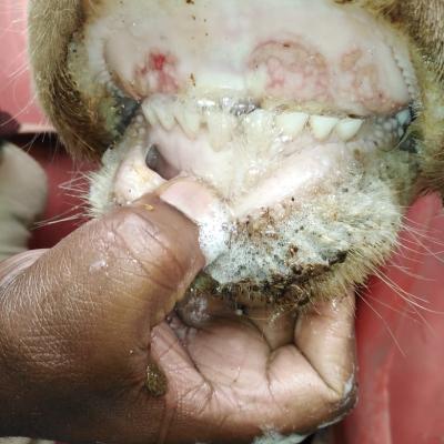 Sores in the mouth of an FMD infected cow