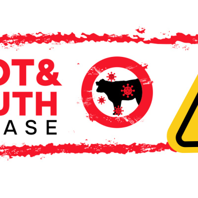 foot and mouth disease