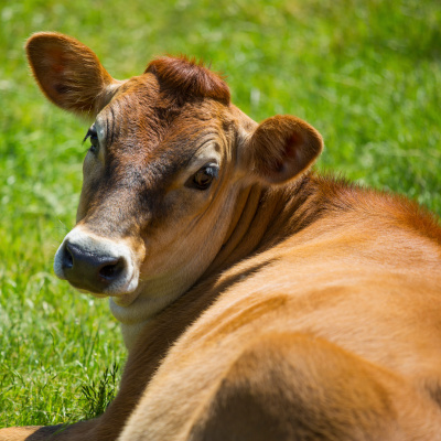 foot and mouth disease