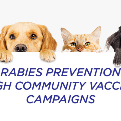 rabies awareness